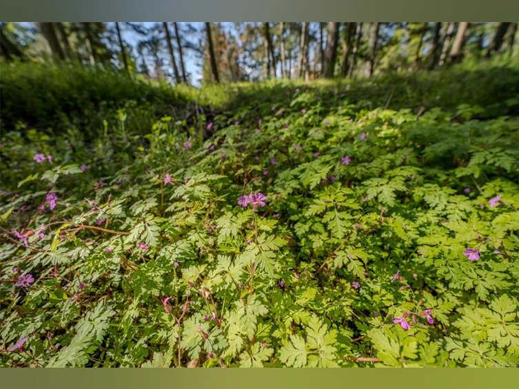 2915 Bevmaril Crescent, Gabriola Island, BC, V0R 1X7 - 52