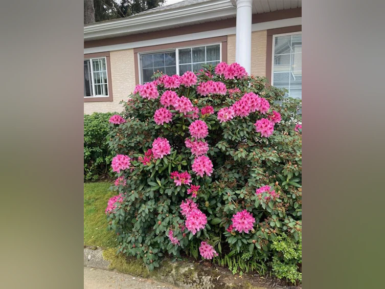 77-14 Erskine Lane, View Royal, BC, V8Z 7J7 - 48