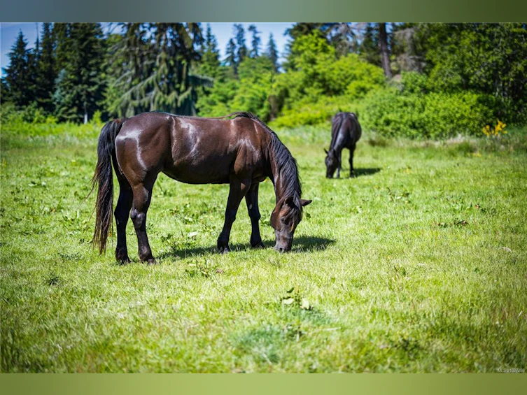 Lot A Castle Drive, Campbell River, BC, V9H 1K9 - 20