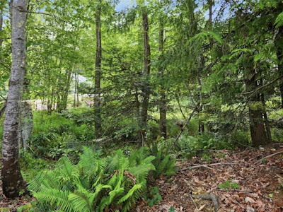 Lot 47 Dolphin Drive - 3