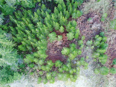 604 Scout Lake Road - 3