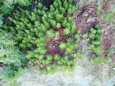 604 Scout Lake Road - 4