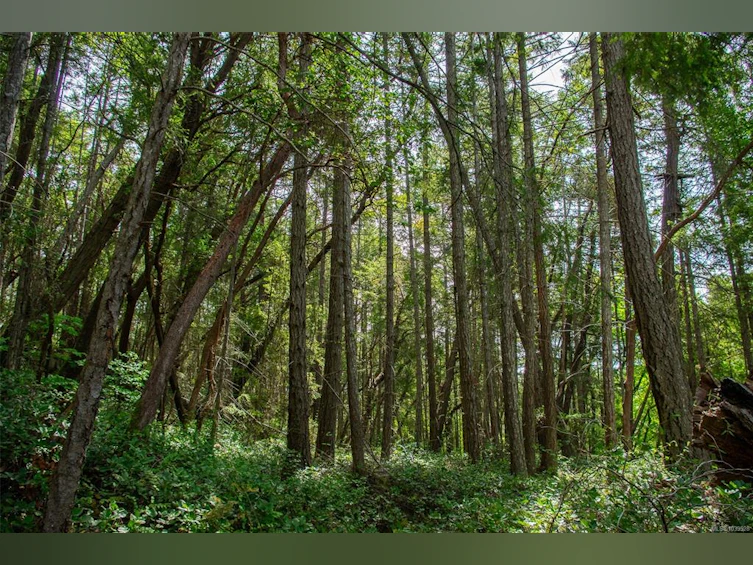 LT 17 Ruxton Place, Ruxton Island, BC, V0R 1X7 - 13