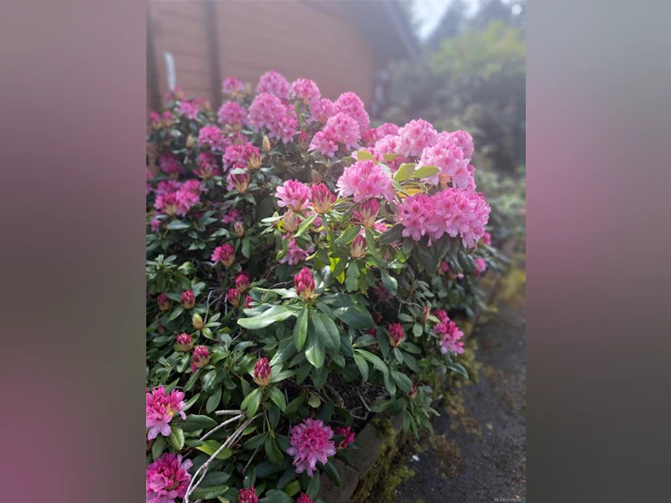 1600 Seacrest Road, Nanoose, BC, V9P 9B5 - 31