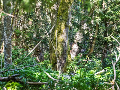 10056 Victoria Road - 5
