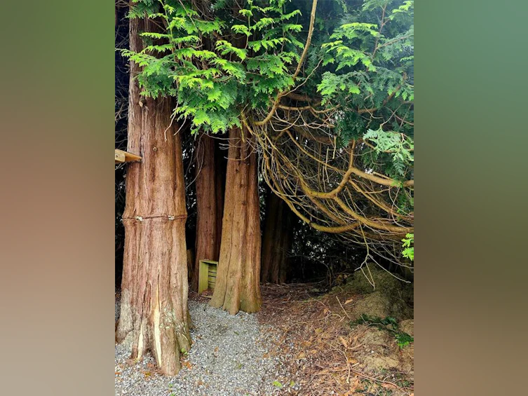 1550 Larch Road, Ucluelet, BC, V0R 3A0 - 38