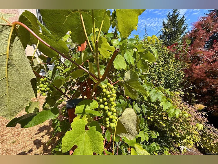 2305 Mate Place, Nanoose, BC, V9P 9G2 - 61