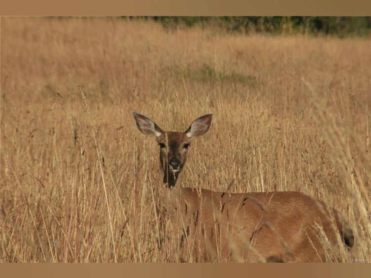 303-1031 Burdett Avenue, Victoria, BC, V8V 3G9 - 33
