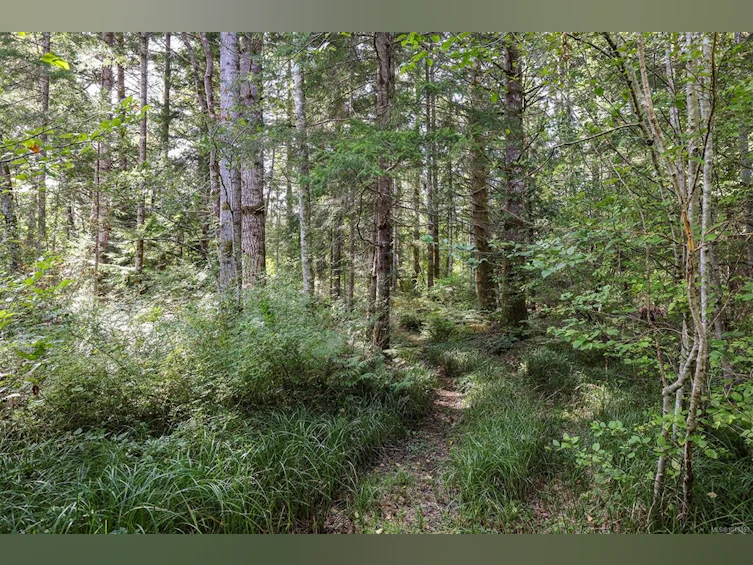 4026 Macaulay Road, Black Creek, BC, V9J 1C8 - 45