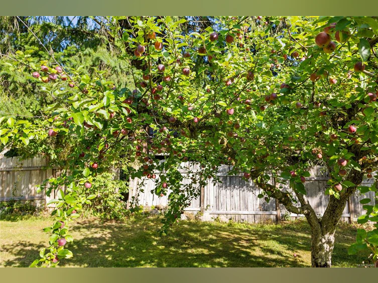 1818 Sachts Road, Kelsey Bay/Sayward, BC, V0P 1R0 - 42