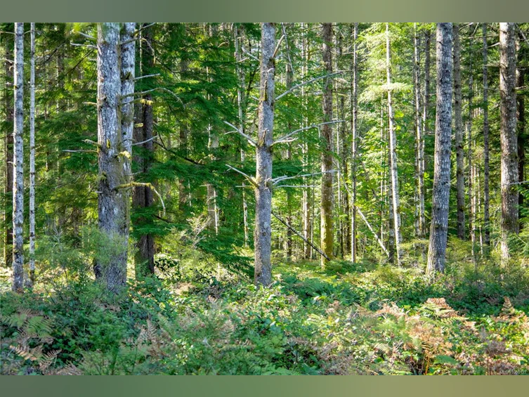 9498 Doyle Road, Black Creek, BC, V9J 1E7 - 43