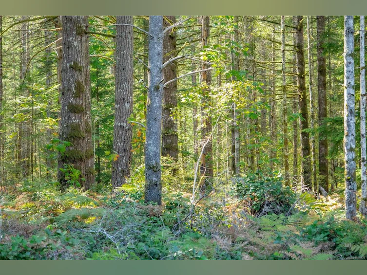 9498 Doyle Road, Black Creek, BC, V9J 1E7 - 44