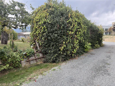532 Buller Street - 5