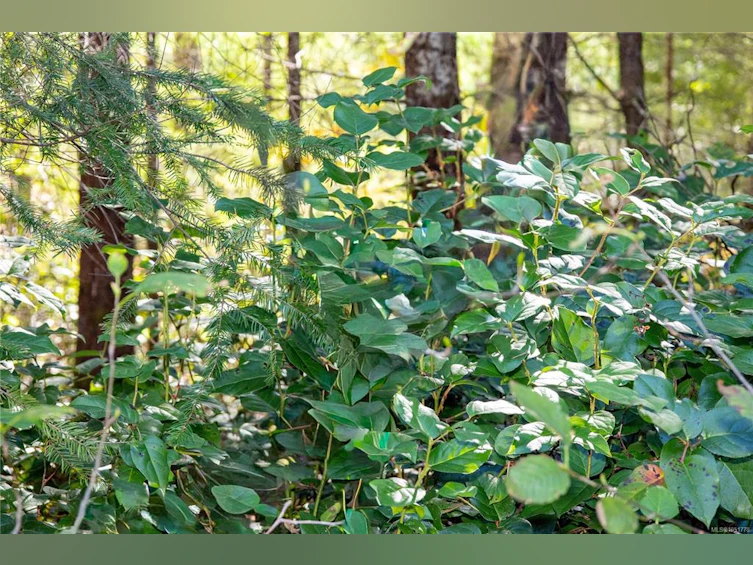 Lot B Chantrelle Way, Campbell River, BC, V9H 1B1 - 7