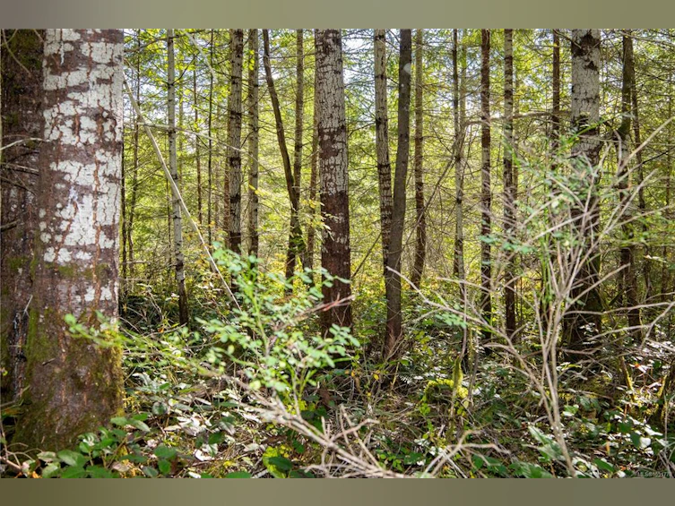 Lot B Chantrelle Way, Campbell River, BC, V9H 1B1 - 8