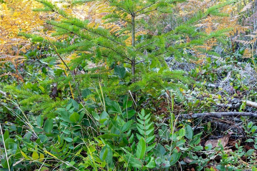 Lot H Chantrelle Way, Campbell River, BC, V9H 1B1 - 7
