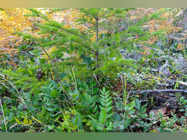 Lot H Chantrelle Way, Campbell River, BC, V9H 1B1 - 7