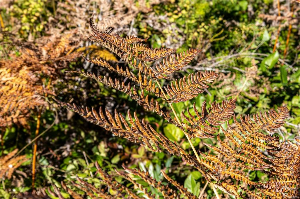 Lot H Chantrelle Way, Campbell River, BC, V9H 1B1 - 8