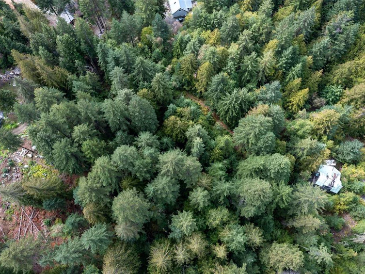 143 Lot 143 In Shuck Ch Forest Service Road, Pemberton, BC, V0N 2K2 - 11