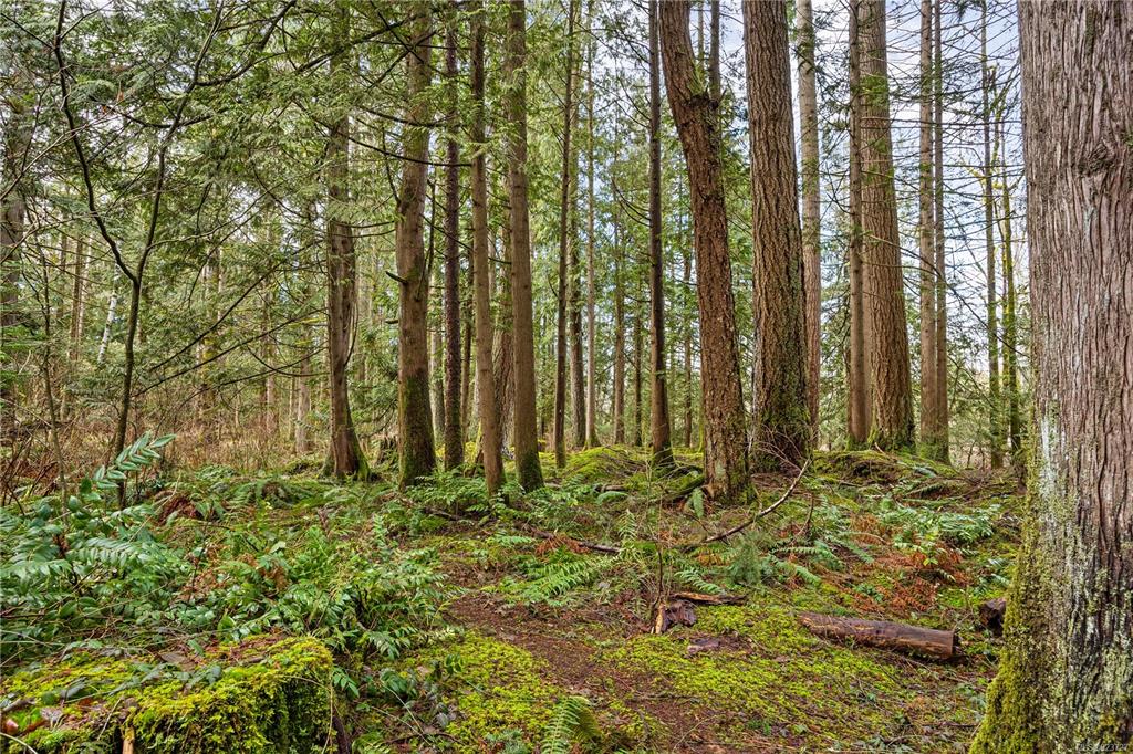 2933 Baird Road, Cumberland, BC, V9N 9N6 - 72