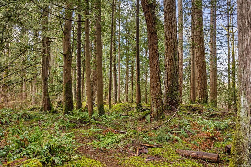 2933 Baird Road, Cumberland, BC, V9N 9N6 - 73