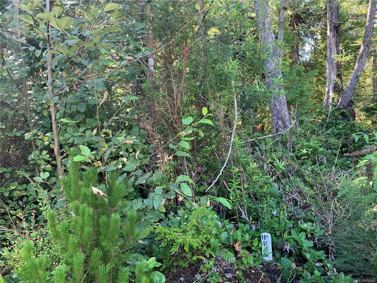 1797 Rainforest Lane, Ucluelet, BC, V0R 3A0 - 4