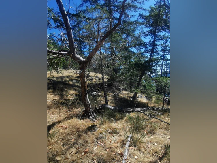 Lot 9 Beechwood Drive, Mayne Island, BC, V0N 2J2 - 9